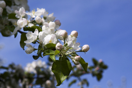 桃花苹果树