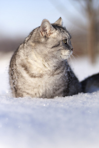 在雪中的猫