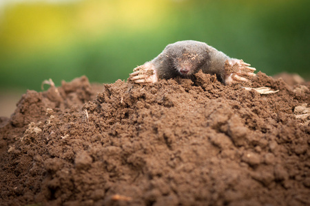 鼹鼠丘日积月累图片