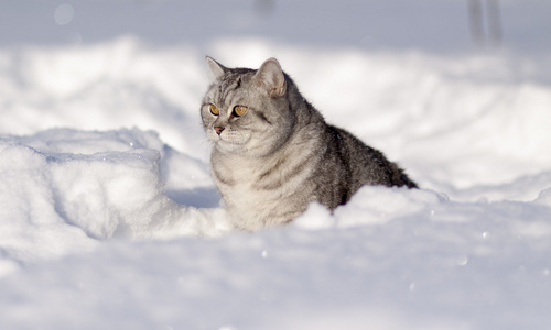 在雪中的猫