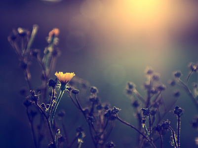 野生花卉在日落的老式照片