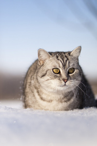 在雪中的猫