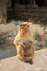 哈努曼寺 亨比 印度的猴子