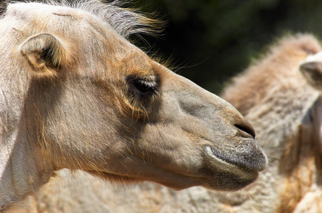 动物园里有趣的骆驼特写照片