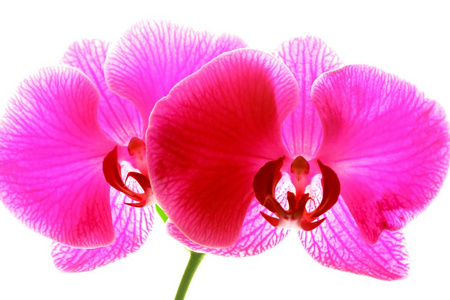粉红色的兰花花