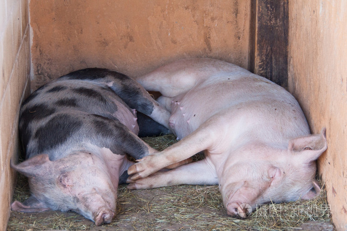 两个可爱的猪休息