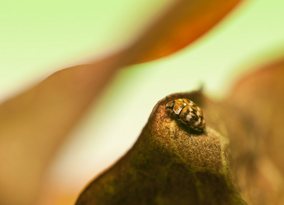 皮蠹科(nathrenus) 小圆皮蠹照片