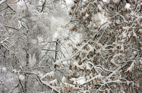 树上的雪