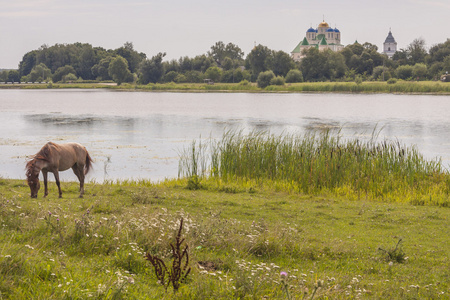 棕色马海岸的湖ostroh 乌克兰