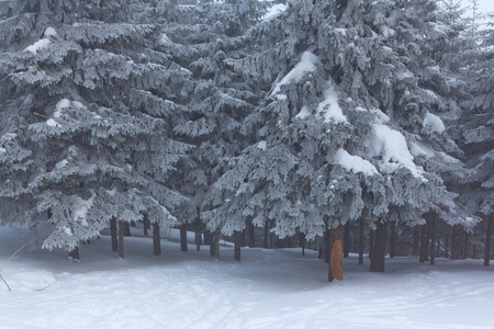 在雪地里的松树