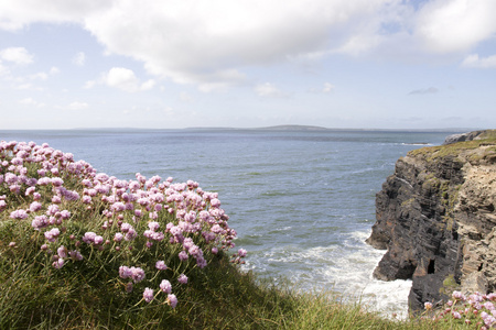 在悬崖顶上的粉红色爱尔兰野花
