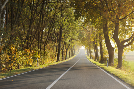 在早晨的乡村道路