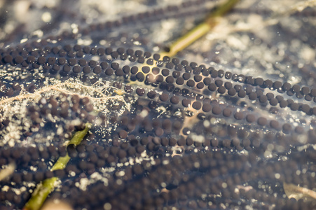 在水中的青蛙图片-在水中的青蛙素材-在水中的青蛙插画-摄图新视界