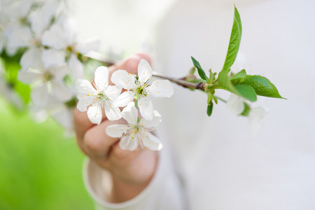 樱桃花