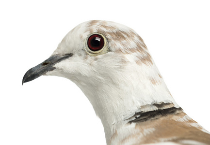 非洲只的鸽子 streptopelia roseogrisea 白色背景