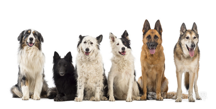 澳大利亚牧羊犬 比利时牧羊犬 Groenendael 边境牧羊犬 德国牧羊犬白色背景照片 正版商用图片1bpl12 摄图新视界 澳大利亚牧羊犬 比利时牧羊犬 Groenendael 边境牧羊犬 德国牧羊犬白色背景照片 正版商用图片1bpl12 摄图新视界