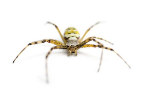 黄蜂蜘蛛，argiope bruennichi，白色背景