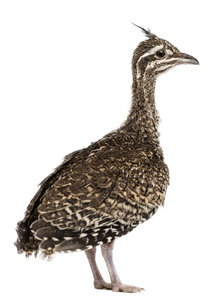 优雅的凤头的 tinamou，eudromia 线虫，1 个月大，也称为 martineta tinamou 白色背景