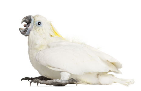 含硫量凤头鹦鹉，cacatua galerita，8 周老反对