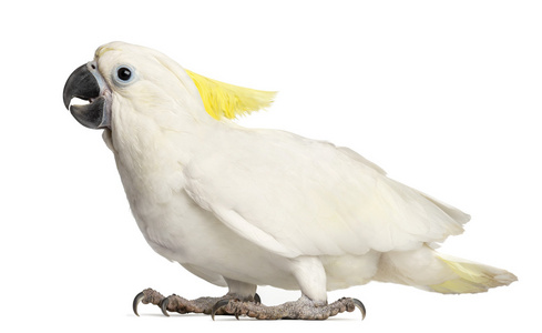 含硫量凤头鹦鹉，cacatua galerita，9 周老白色背景