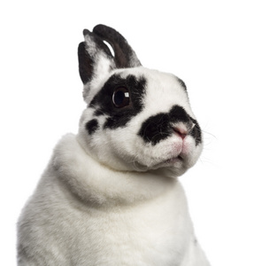 斑点兔白色背景的特写