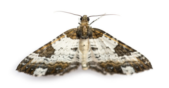 漂亮的粉笔地毯蛾，melanthia procellata，白色背景的顶视图