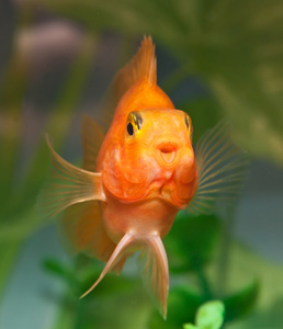 幸福的微笑的水族馆鱼鹦鹉鱼血鹦鹉金鱼橙/非洲金鱼游泳家养动物家庭