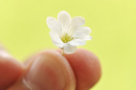 在手白花