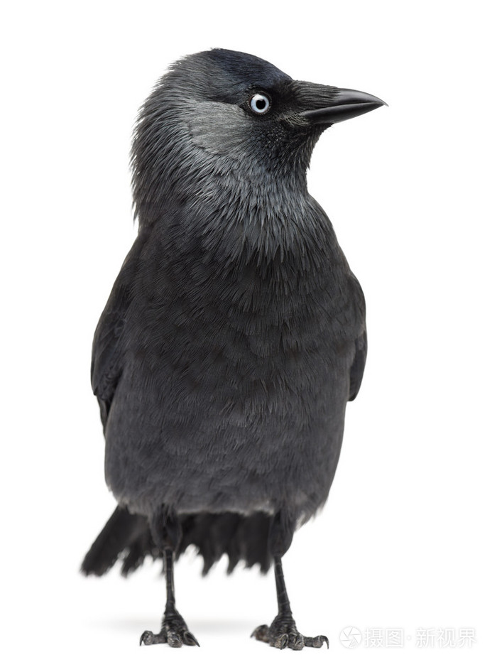 西方的寒鸦乌鸦monedula欧亚的寒鸦欧洲只寒鸦或只寒鸦白色背景