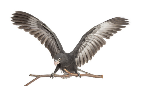 更大的瓦萨鹦鹉，coracopsis 瓦萨，7 周老，栖息在分支与传播翼白色背景上