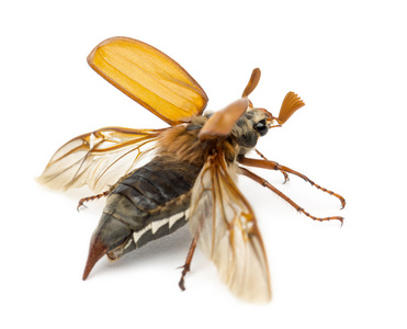 称为可能 bug,mitchamador,比利巫婆或白色背景下不偏不倚正甲虫照片
