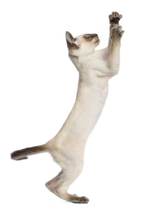 东方短毛猫，9 周老，站在后腿上，达到白色背景