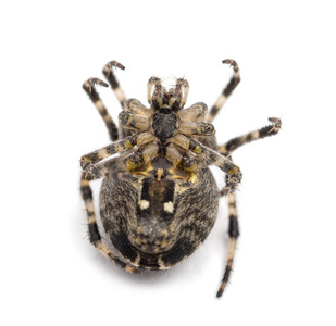 欧洲花园蜘蛛，大腹 diadematus，躺在它的背和卷曲着白色背景上