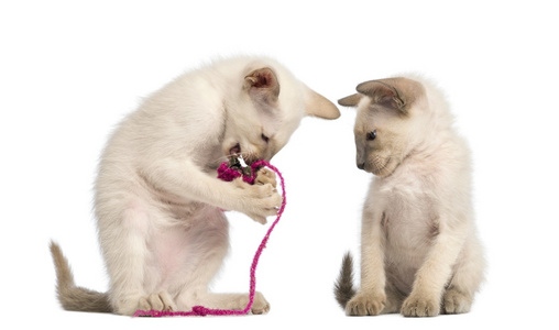东方短毛小猫玩着粉红色字符串与另一个看着白色背景