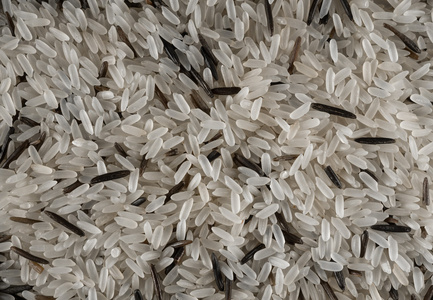 黑色和白色的水稻