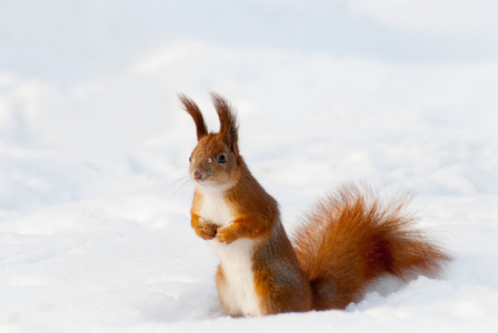 红松鼠在雪地上
