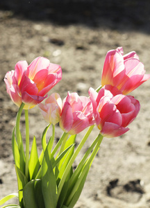 郁金香花