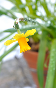 水仙花花