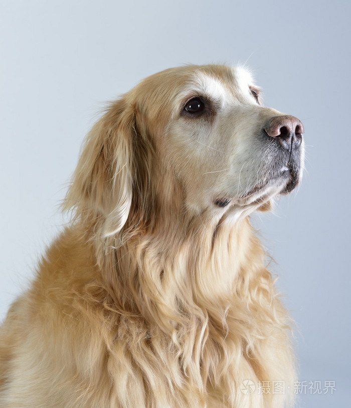 黄金犬图片大全大图图片