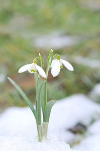 雪花莲和雪