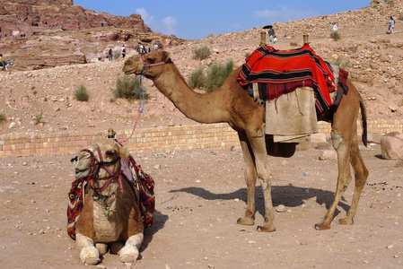贝都因人的骆驼，佩特拉约旦