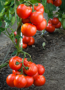 增长红番茄