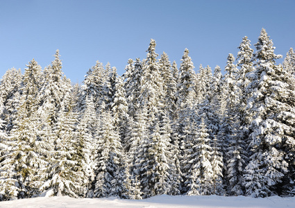 冬季大雪覆盖杉树在蓝蓝的天空背景上山腰上