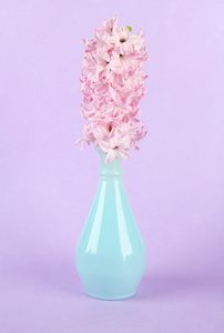 在彩色背景上的花瓶中的美丽风信子