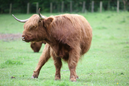在绿色的草地上苏格兰高地牛