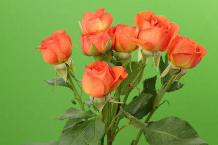 束红色和橙色的玫瑰