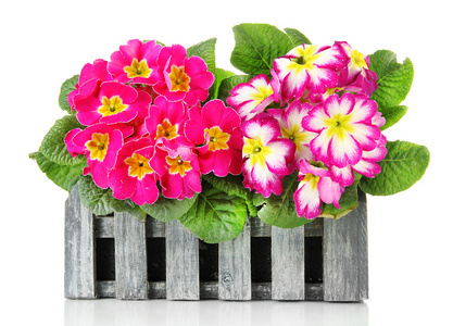 美丽的粉红色报春花木制装饰花盆 孤立在白色