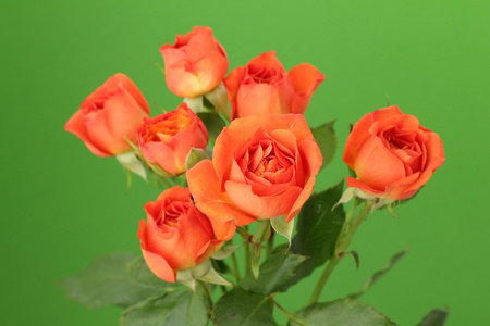 束红色和橙色的玫瑰