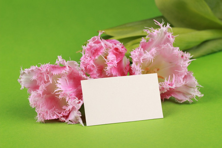 粉色郁金香与祝贺卡