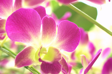 紫色和白色的兰花花